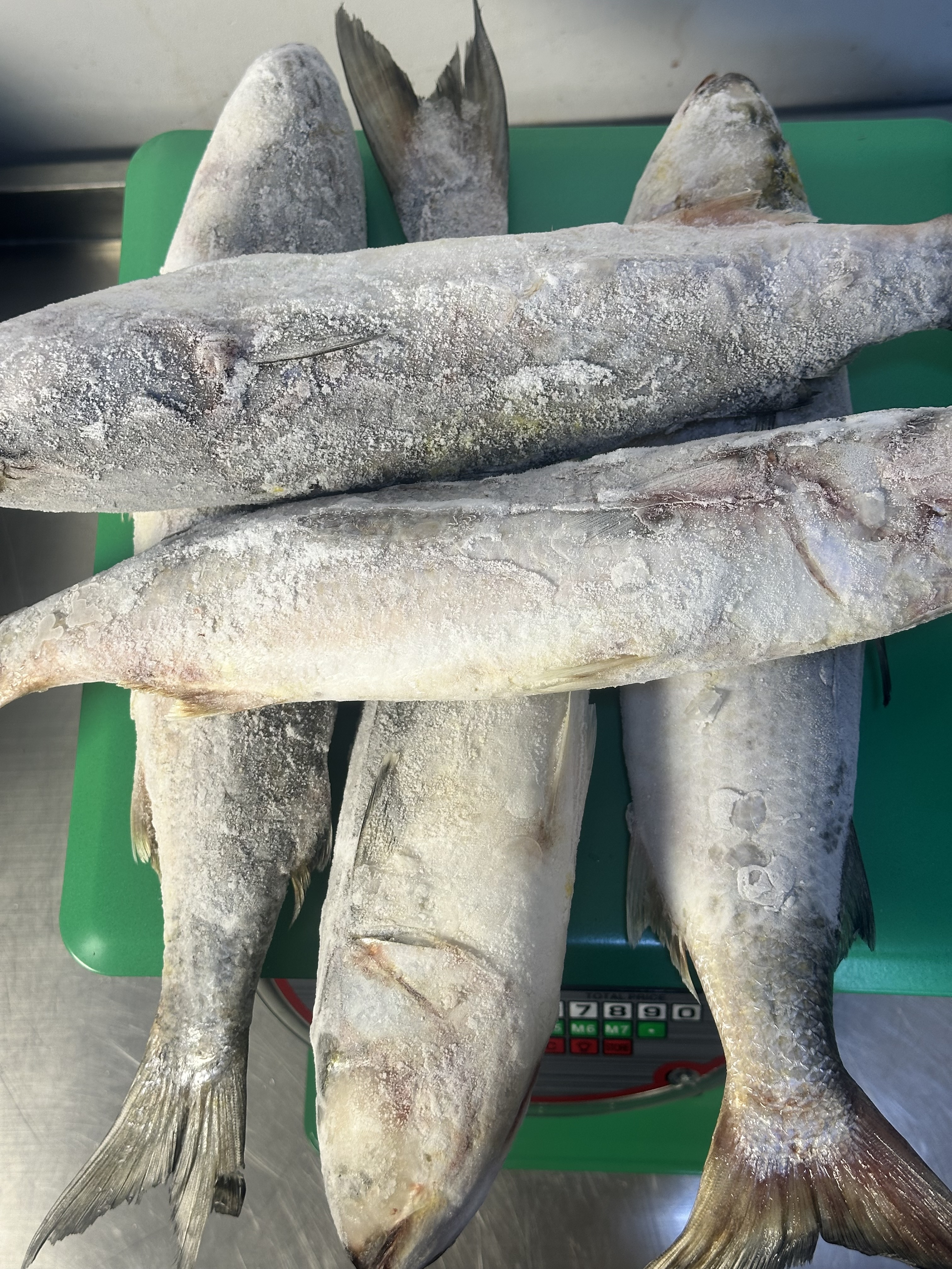 Mullet Fish