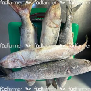 Mullet Fish (per kg)